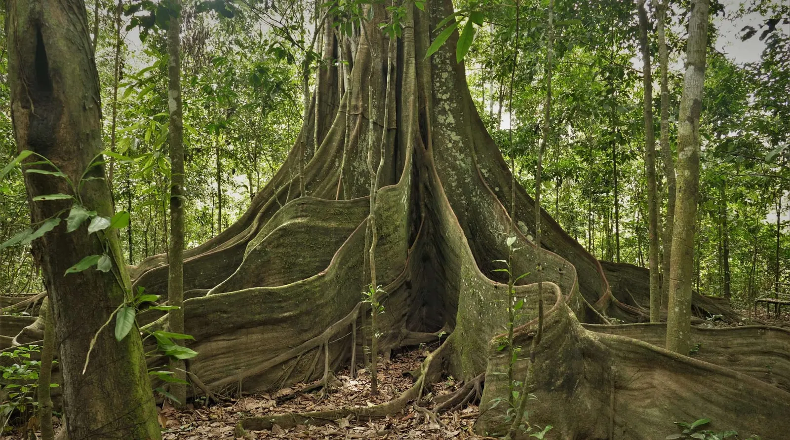Raíces tablares gigantes de un árbol de la selva amazónica