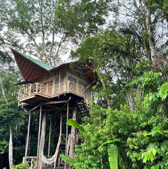 Casa del árbol de Burú entre árboles altos de la selva