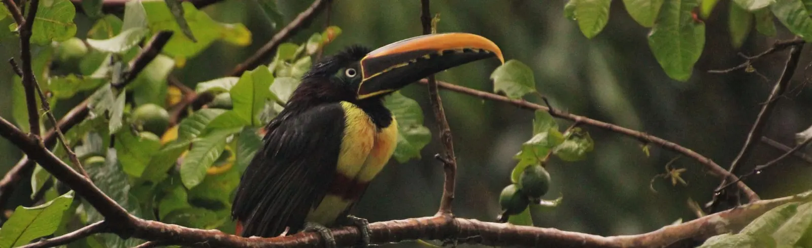 Collared aracari toucan perched on a branch in the Amazon rainforest