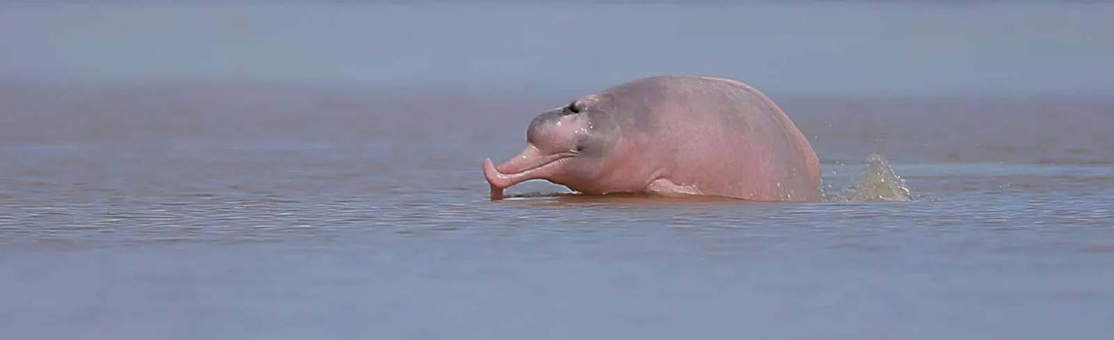 Pink river dolphin surfacing in the Amazon River