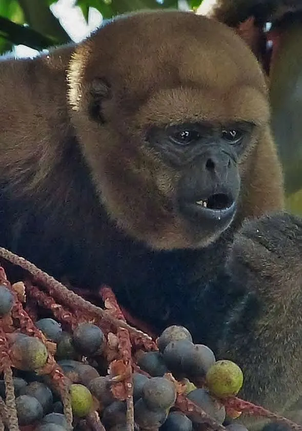 Mico churuco comiendo fruta en la Casa de los Micos de Mocagua