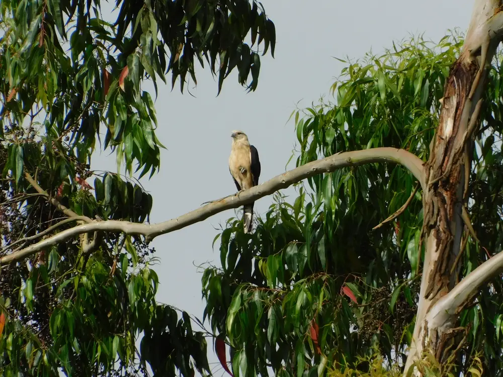 Foto de la experiencia Avistamiento y Fotografía de Aves