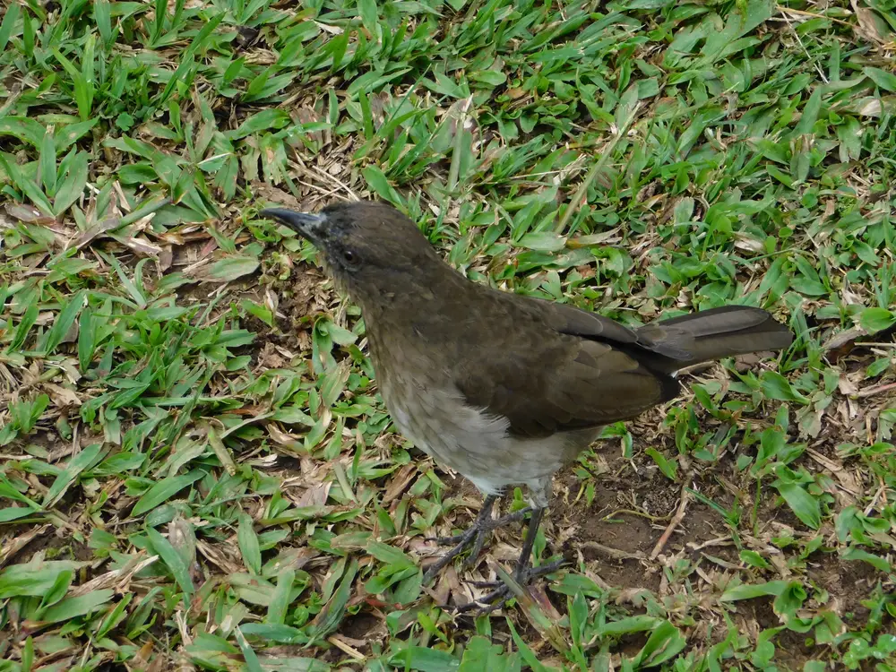Foto de la experiencia Avistamiento y Fotografía de Aves