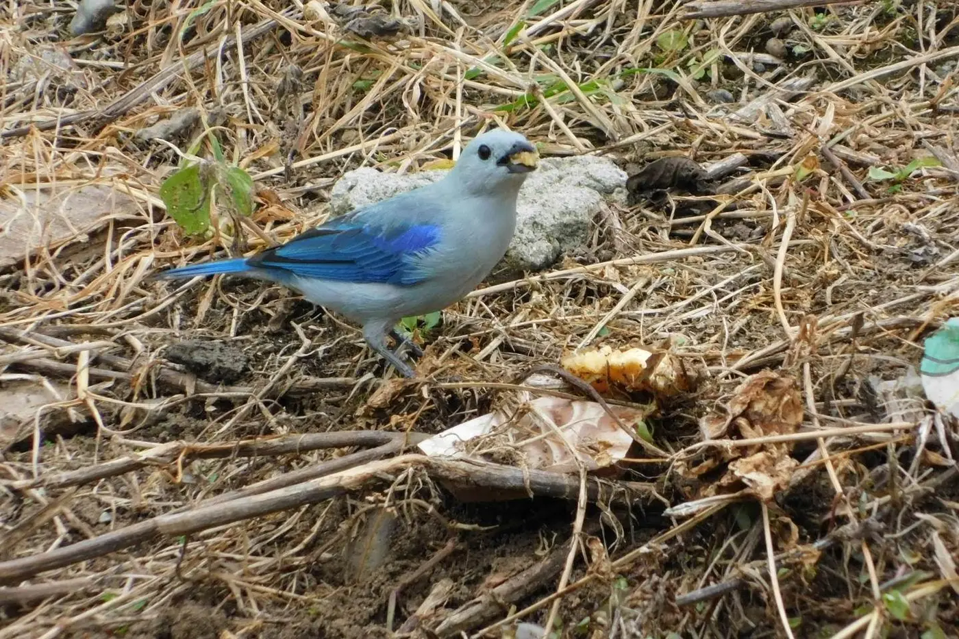 Blue-gray bird on the forest floor in a Coffee Region reserve