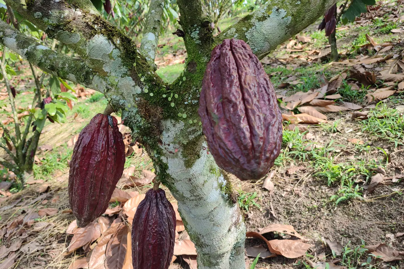 Ripe cacao pods hanging from a tree on a cacao farm