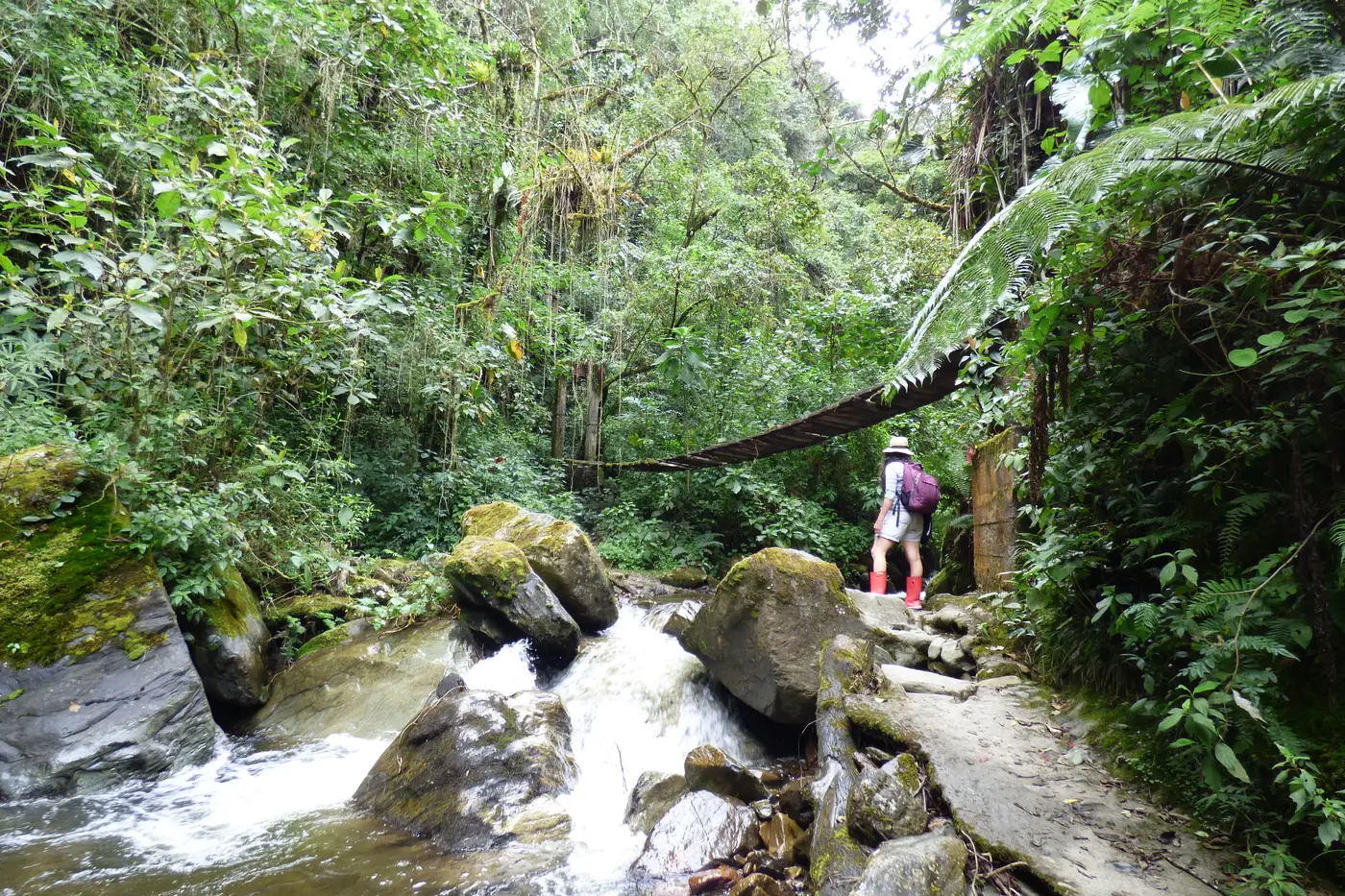 Mountain stream through the cloud forest on the way to Acaime