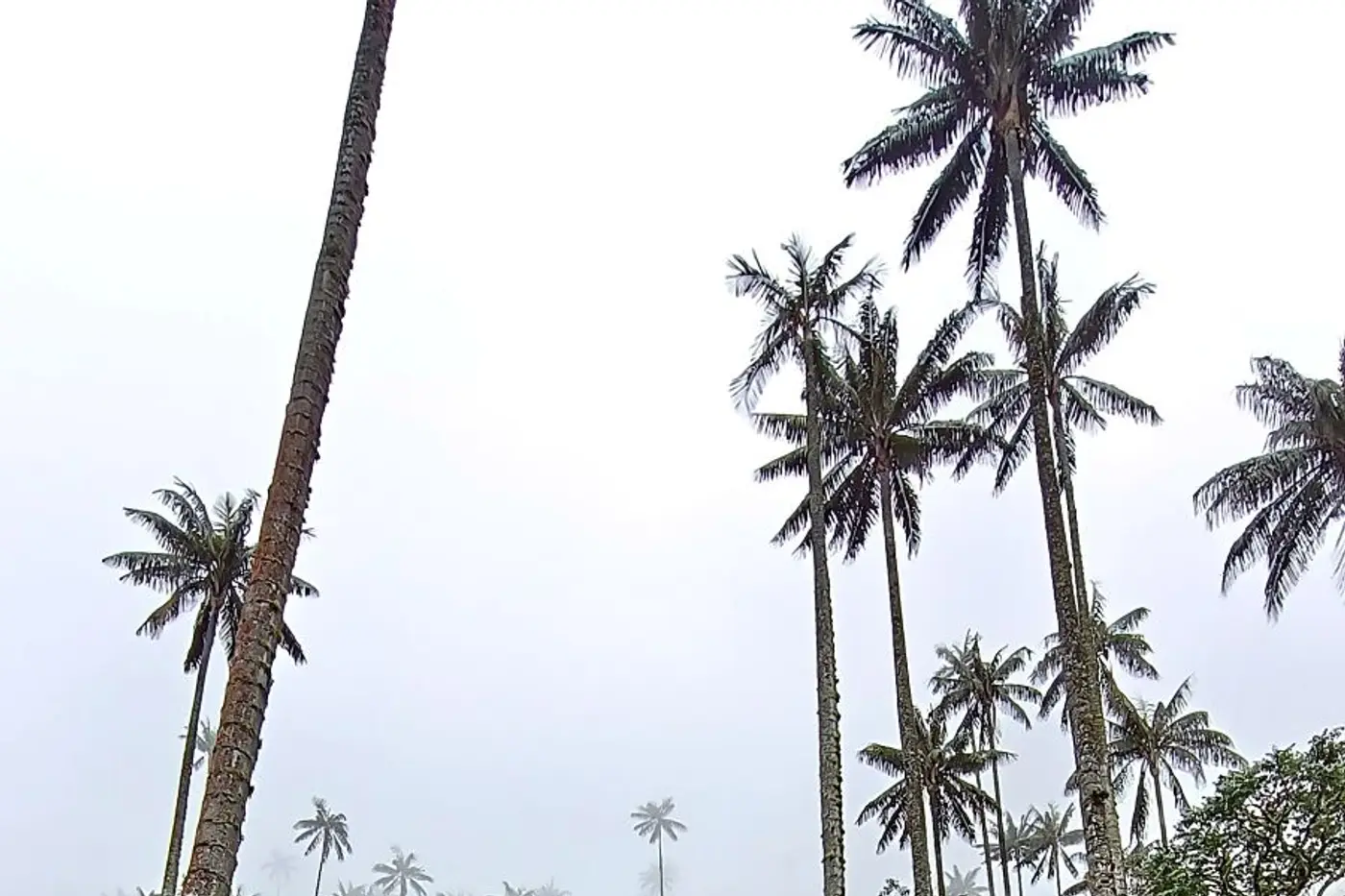 Group resting among tall wax palms in the Quindío cloud forest, Quindío