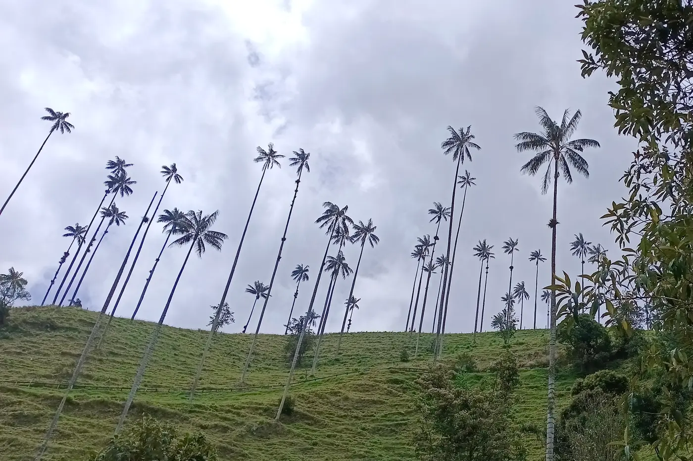 Wax palms rising above green hills in the Cocora Valley, Quindío