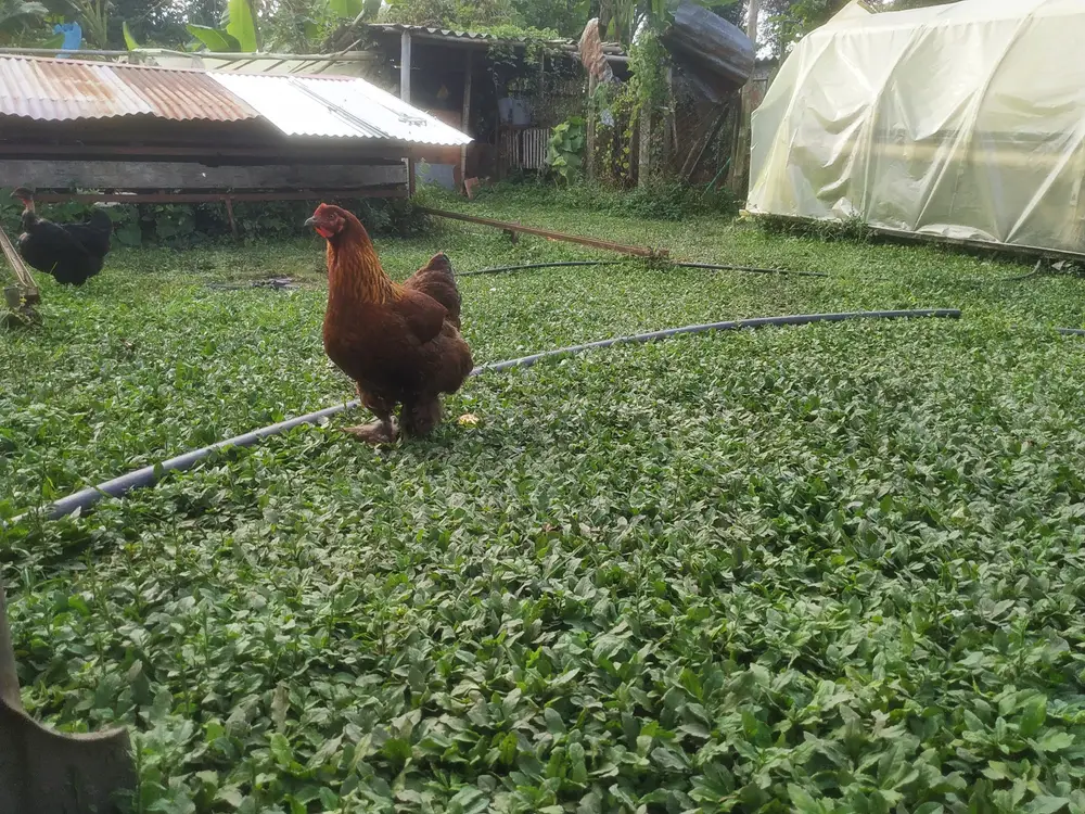 Foto de la experiencia Experiencia en Granja Ecológica