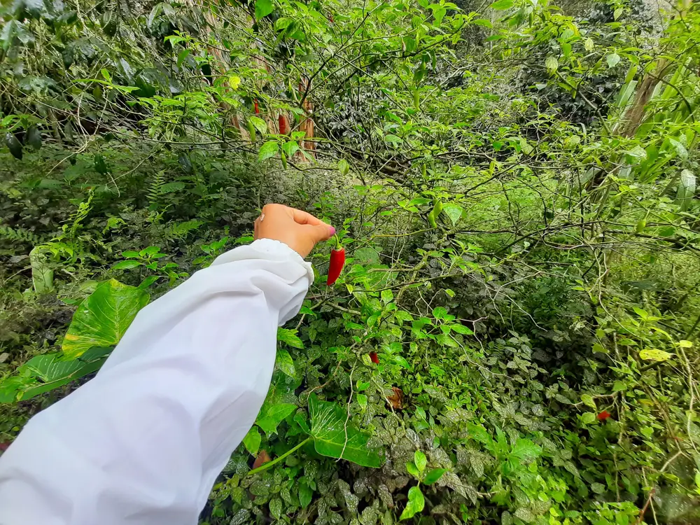 Foto de la experiencia Campesino por un Día