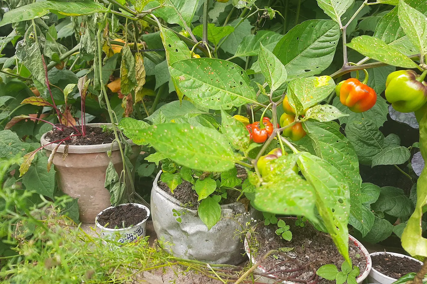 Orange chili peppers growing in a farm garden