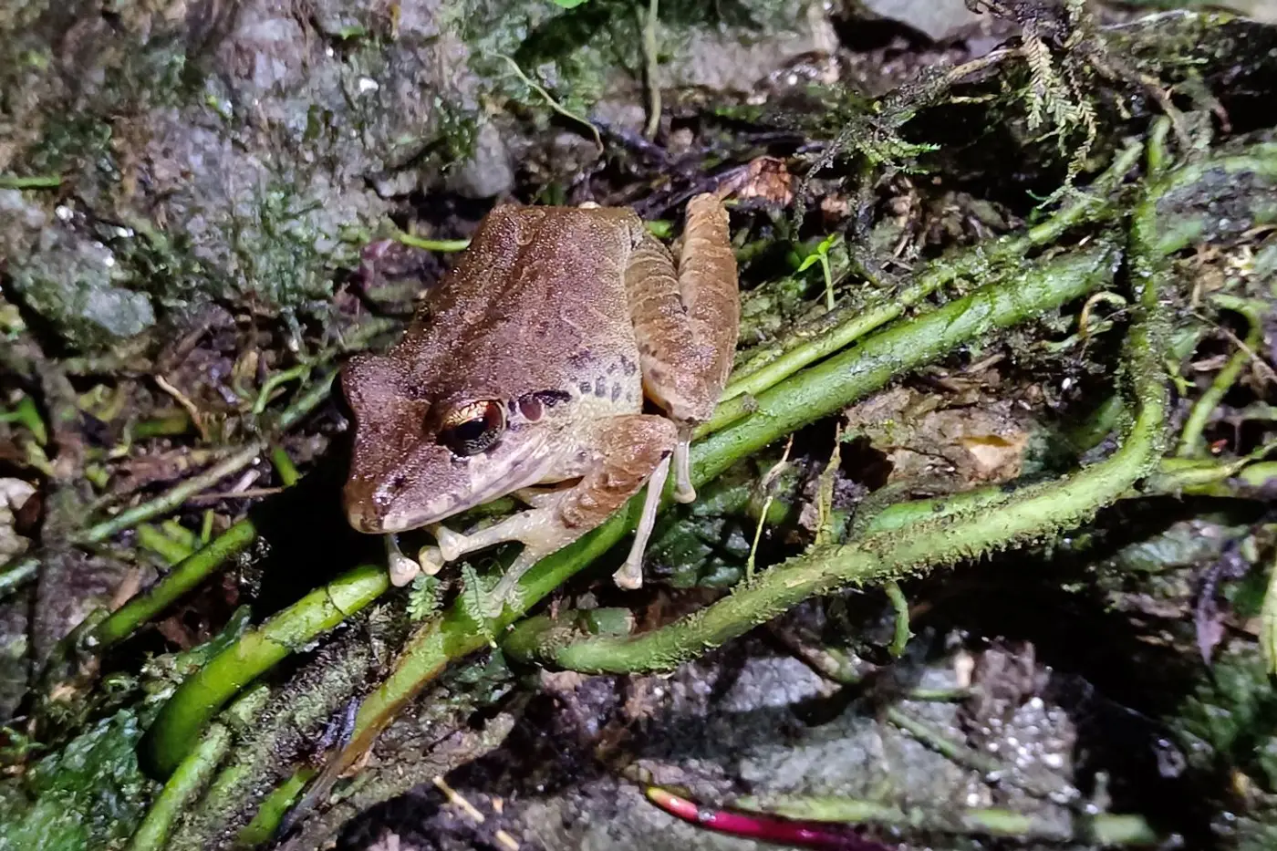 Small frog camouflaged on a branch at night