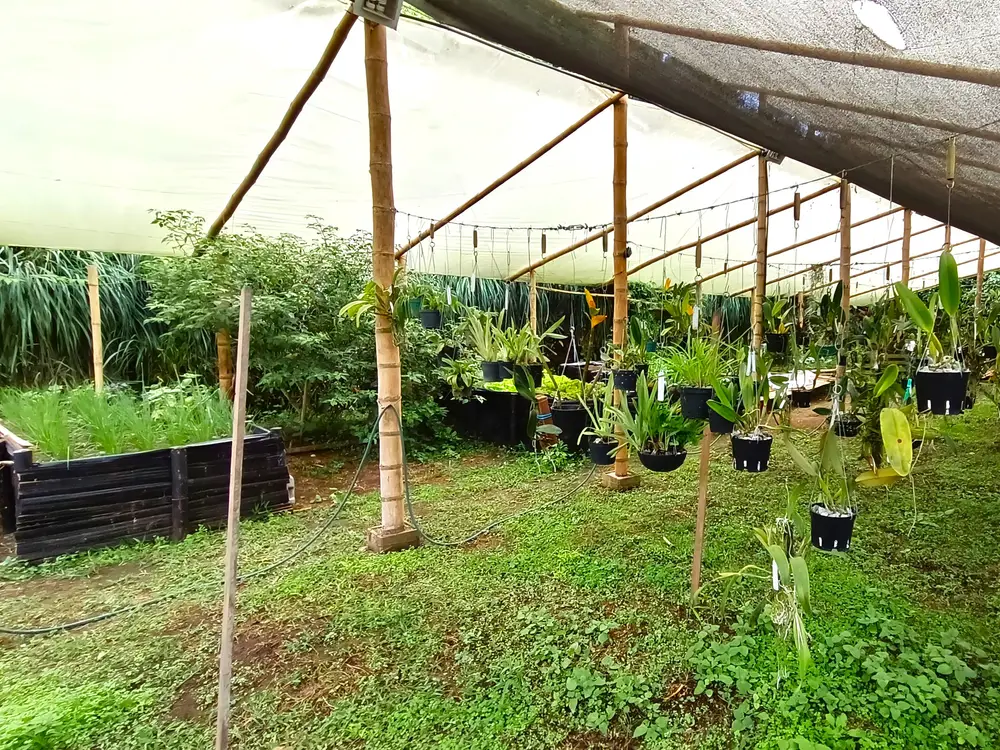 Foto de la experiencia Un Mundo de Orquídeas