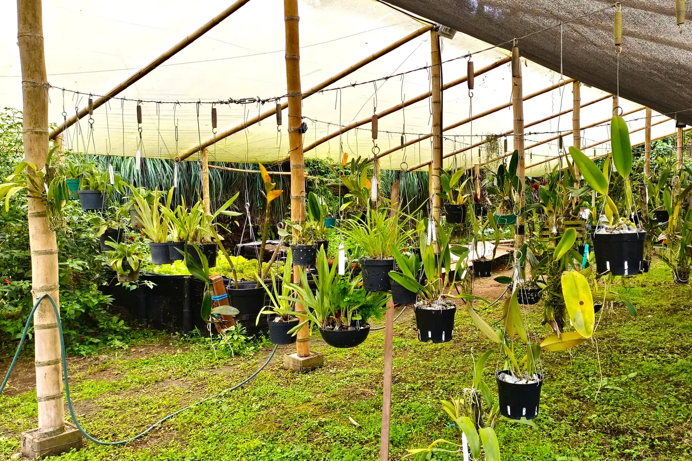 Greenhouse with hanging orchids at an orchid nursery in Quindío