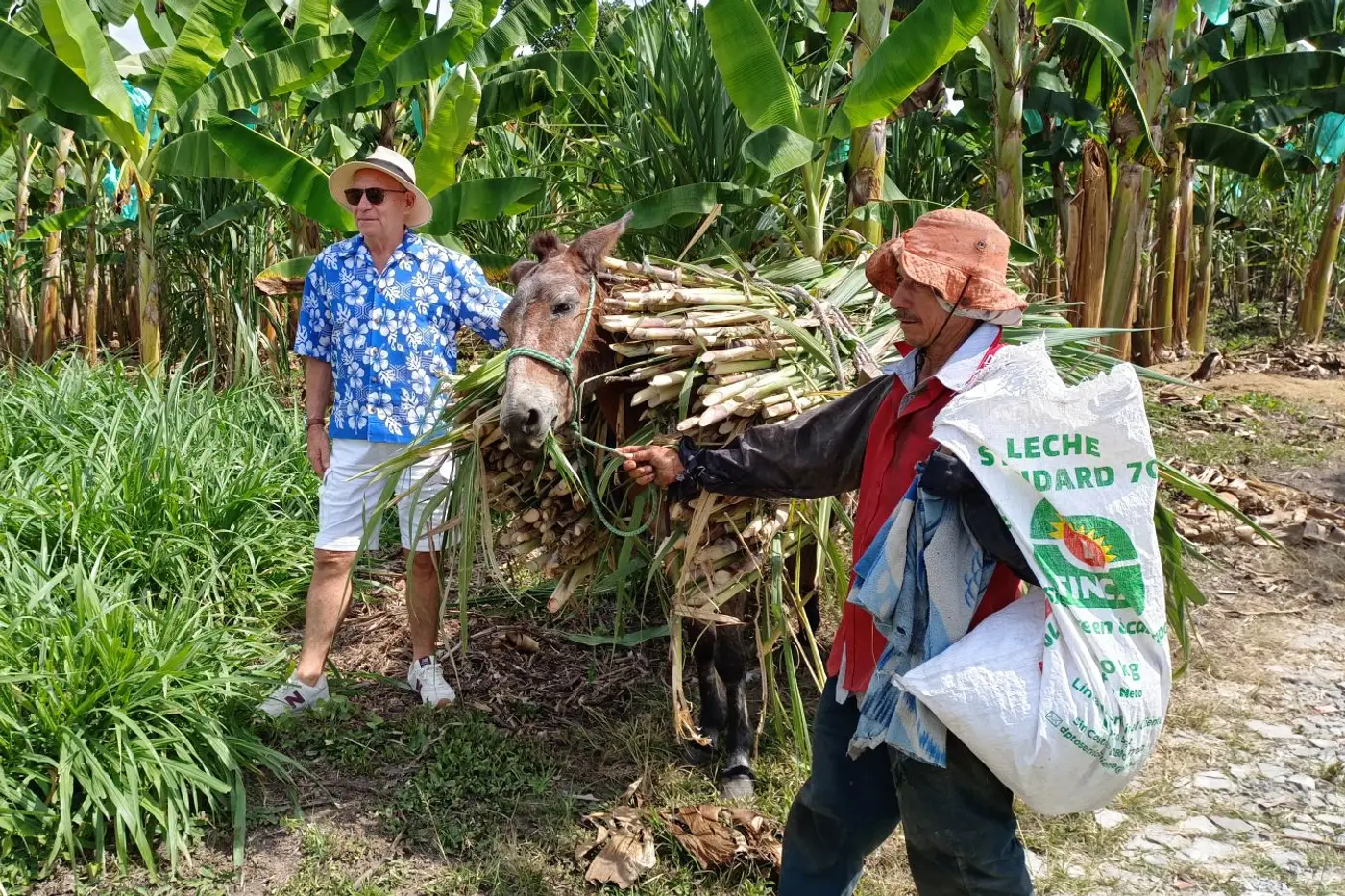Farmers leading a mule loaded with sugarcane through a plantation