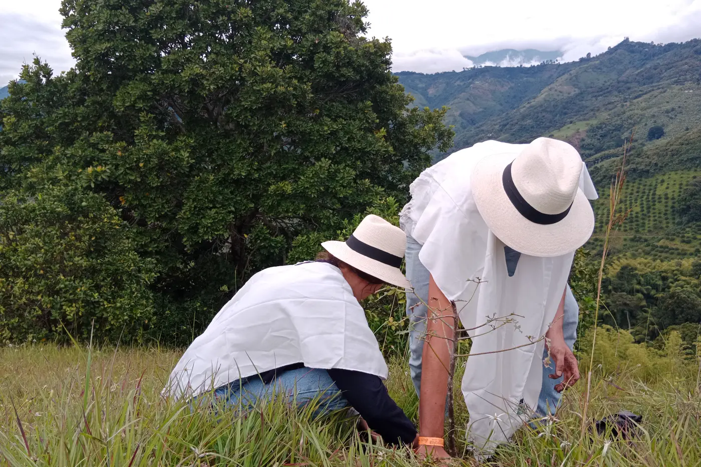 Visitors in white hats planting a tree on a mountain meadow