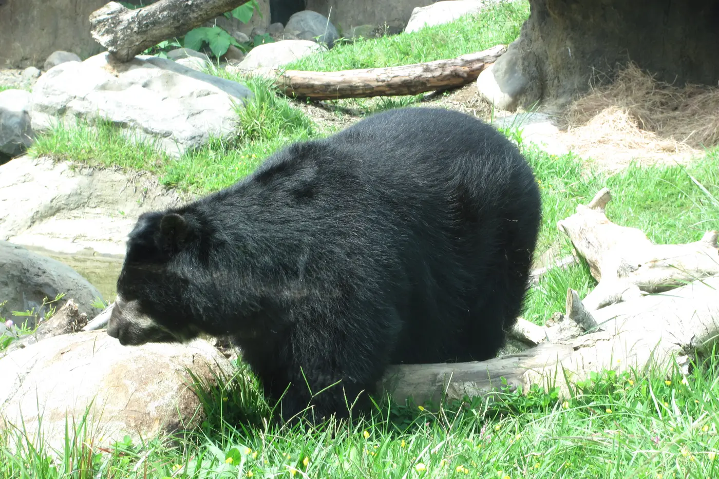 Bear resting on the grass at Ukumarí Biopark