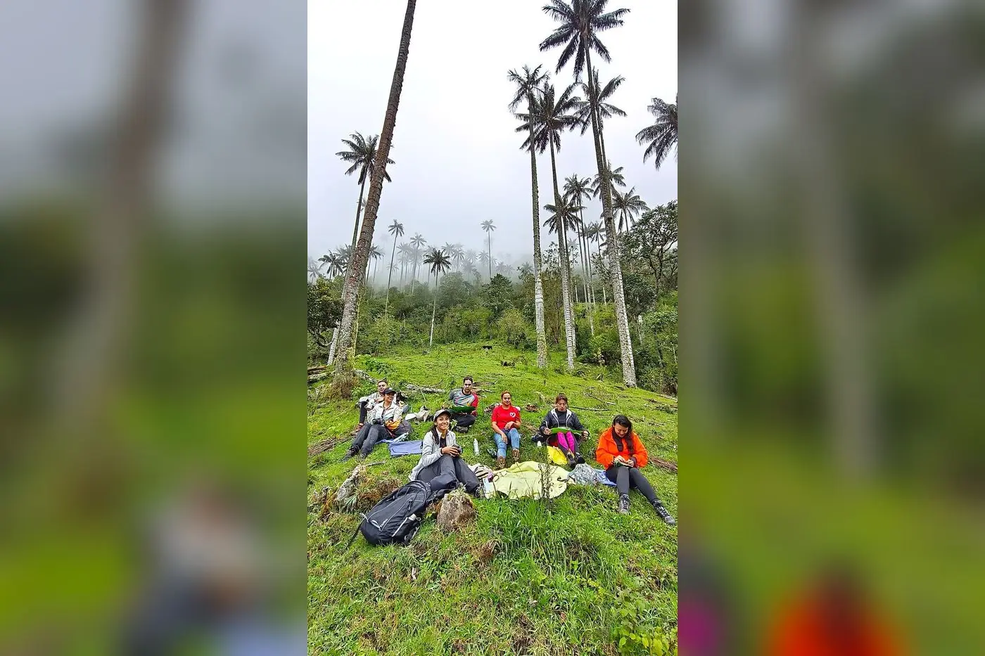 Group resting on the grass among tall wax palms near Pijao