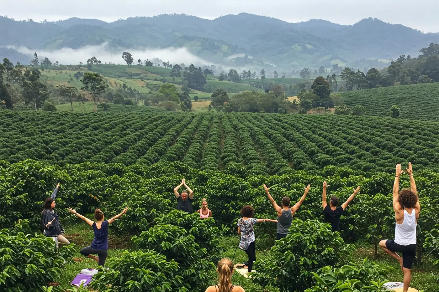 Yoga group practicing among coffee plants on a hillside