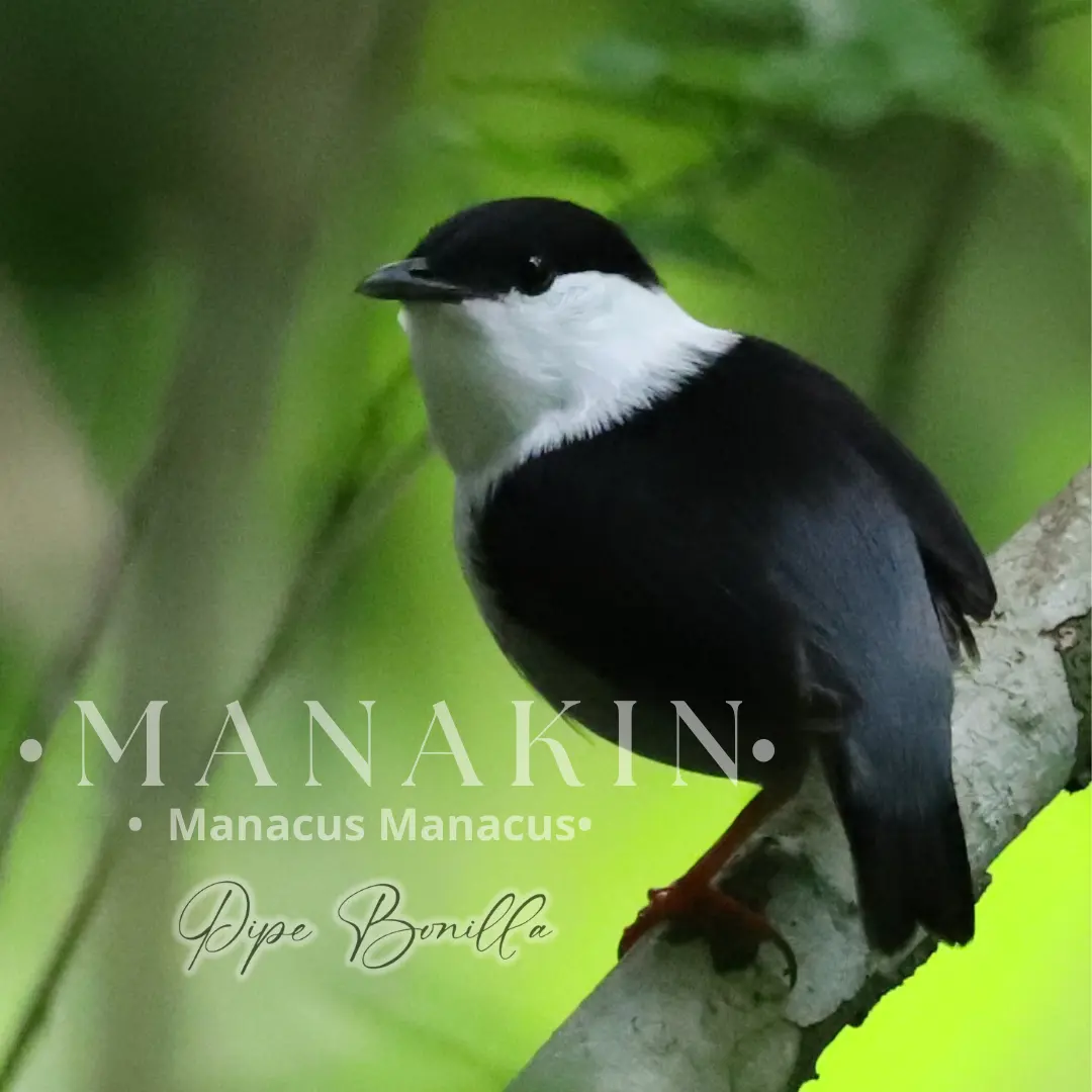Birdwatching in Colombia: A Nature Travel Guide