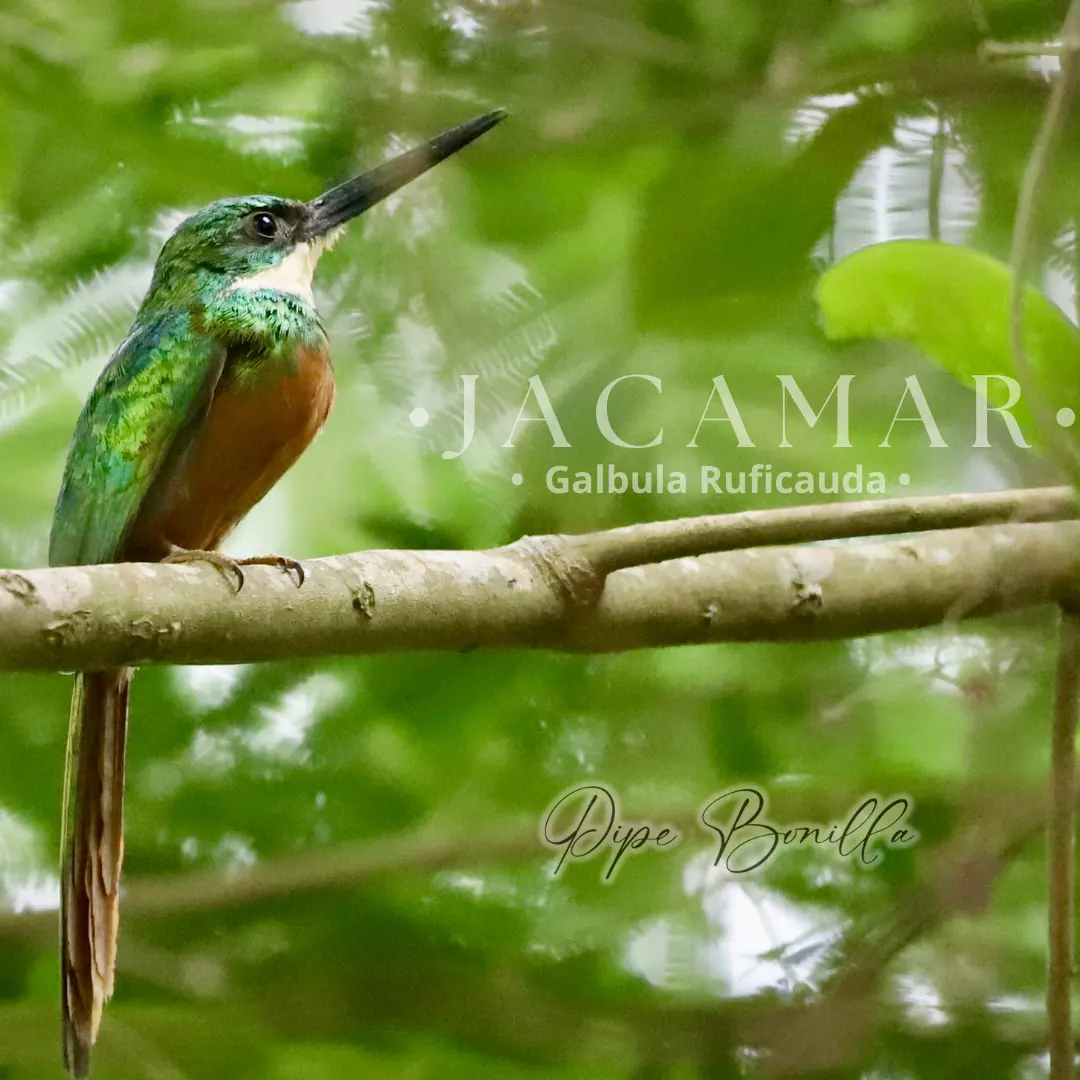 Birdwatching in Colombia: A Nature Travel Guide (1/4)