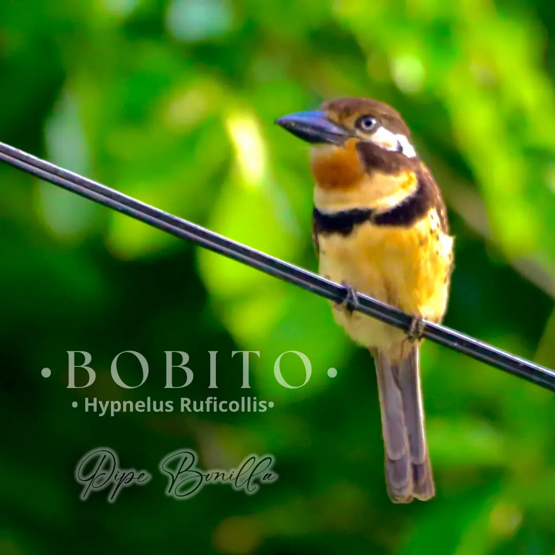 Birdwatching in Colombia: A Nature Travel Guide (2/4)