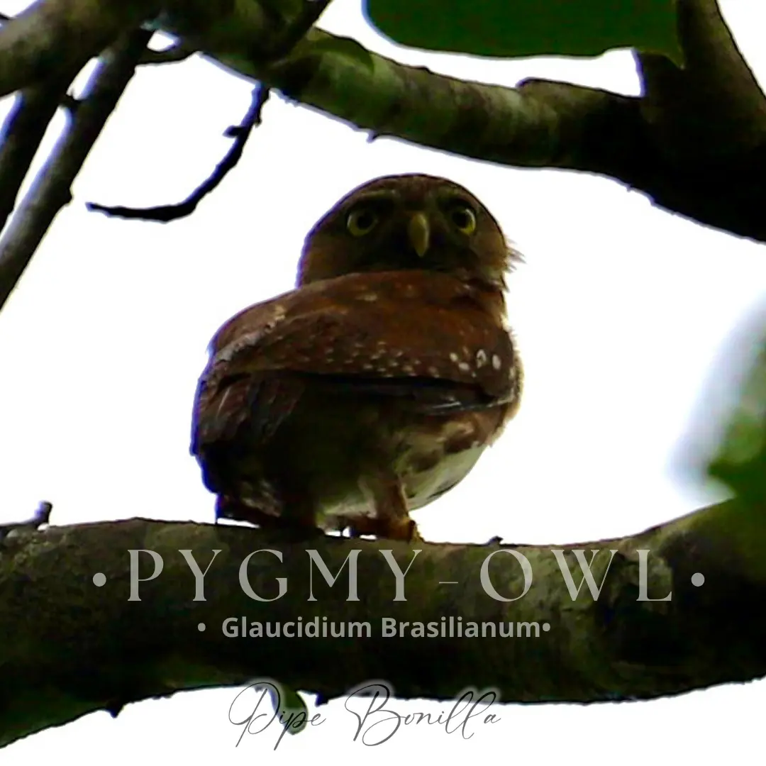 Birdwatching in Colombia: A Nature Travel Guide (3/4)