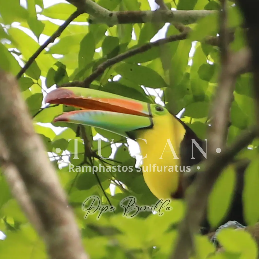 Birdwatching in Colombia: A Nature Travel Guide (4/4)