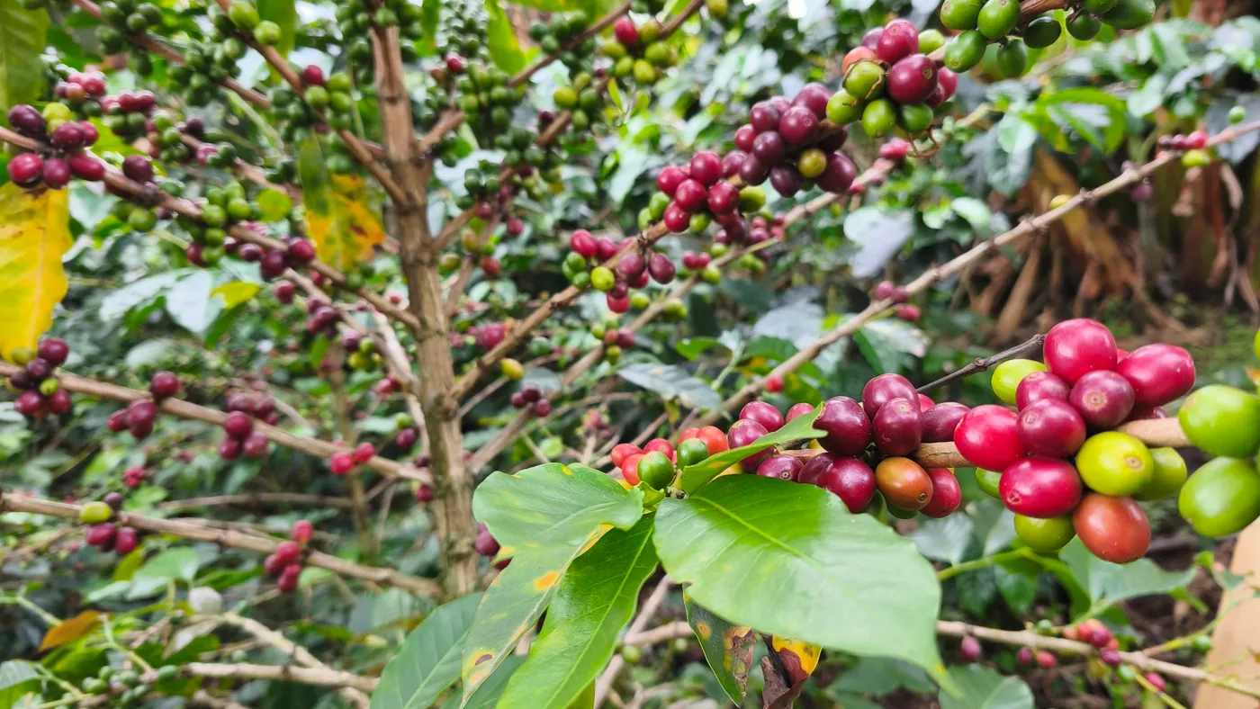 Coffee branches with ripe red, unripe green and orange coffee cherries and green leaves