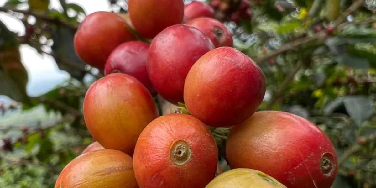 Ripe red and orange coffee cherries on a branch