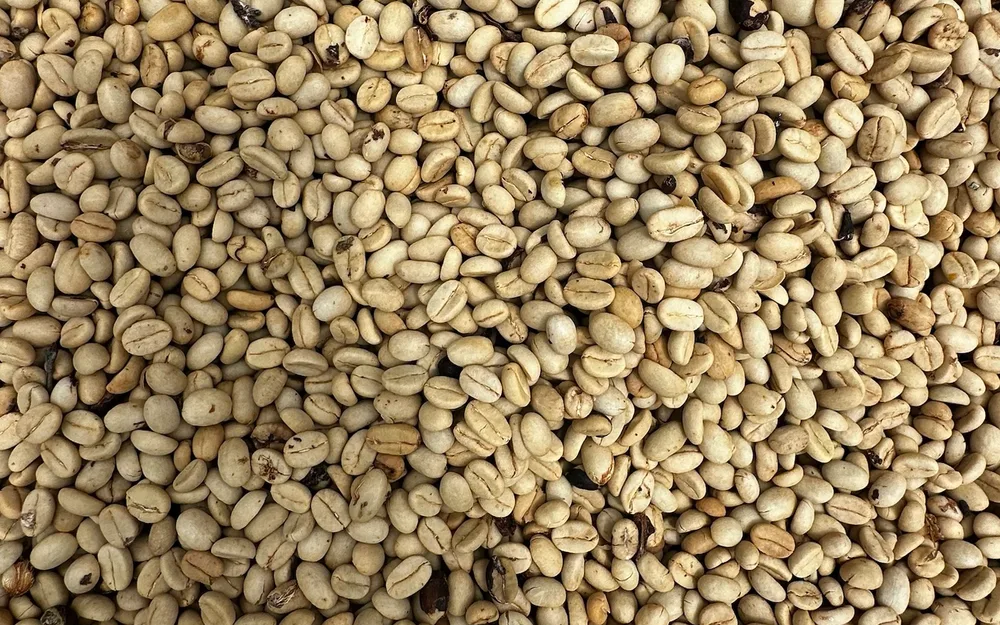Dried green, unroasted coffee beans