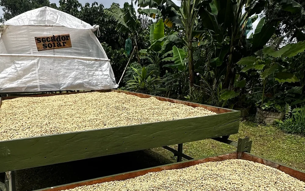 Coffee drying on raised beds inside a solar dryer