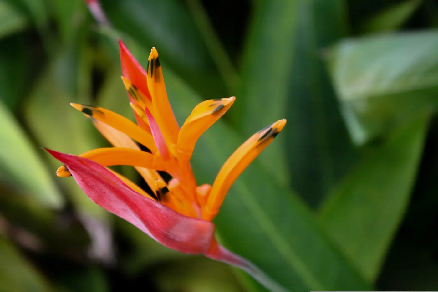 Things to Do in Caicedonia: A Complete Guide to Valle del Cauca's Sentinel (3/15)