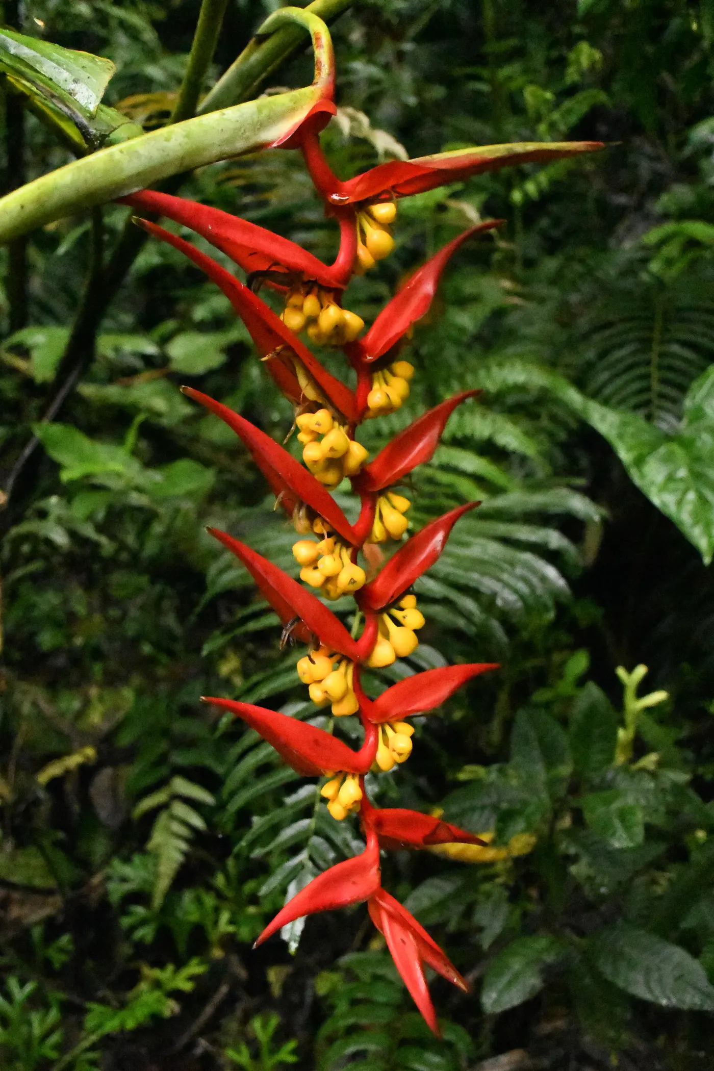 Things to Do in Caicedonia: A Complete Guide to Valle del Cauca's Sentinel (4/15)