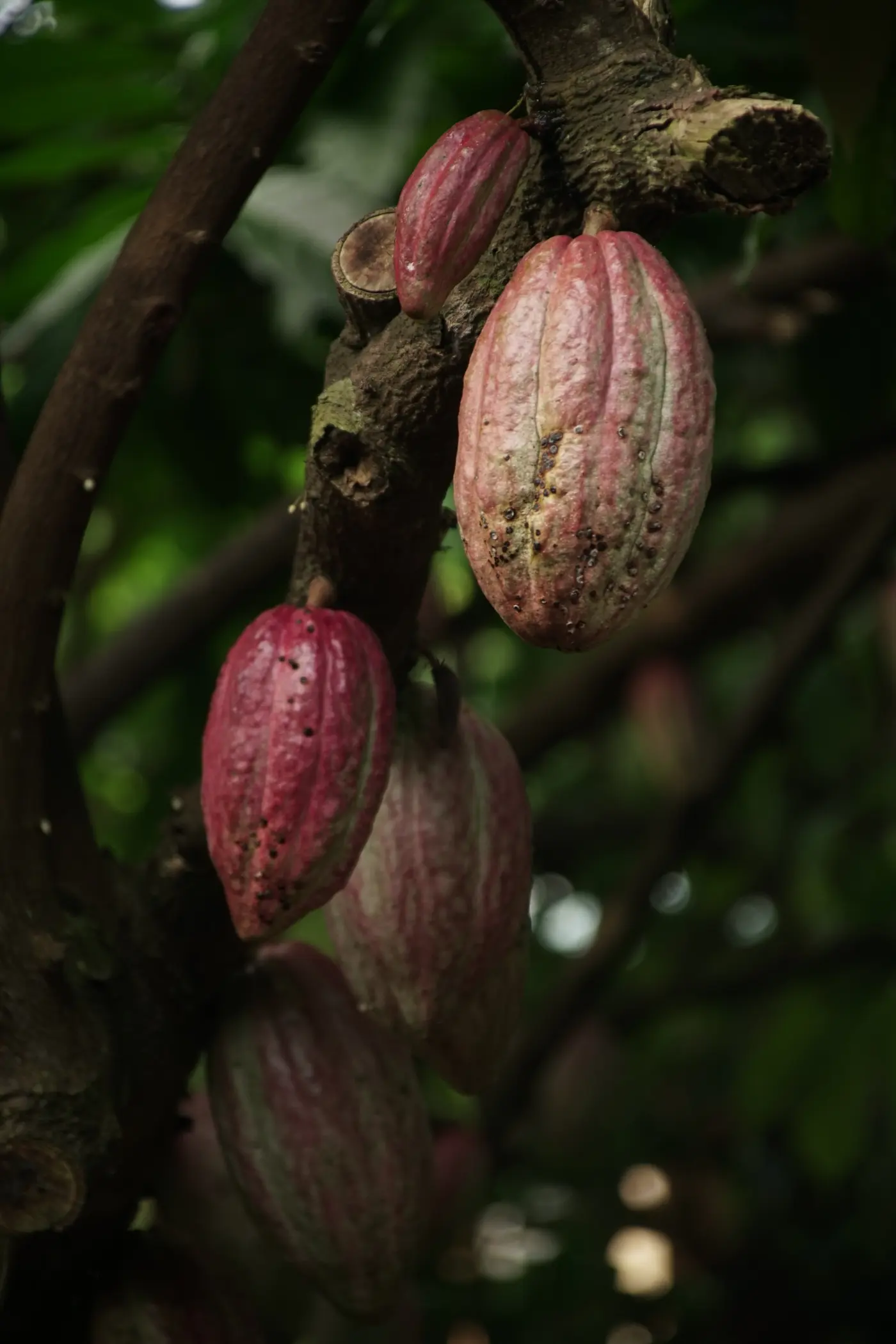 Things to Do in Caicedonia: A Complete Guide to Valle del Cauca's Sentinel (10/15)