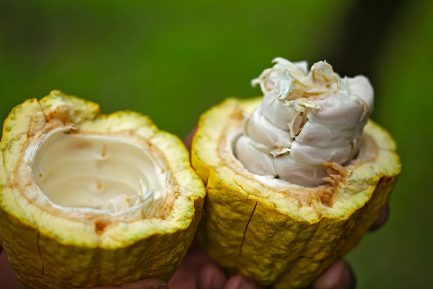 Things to Do in Caicedonia: A Complete Guide to Valle del Cauca's Sentinel (11/15)