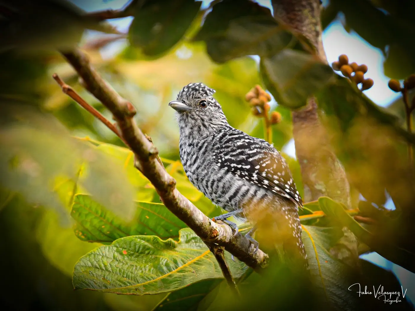 Things to Do in Caicedonia: A Complete Guide to Valle del Cauca's Sentinel (13/15)