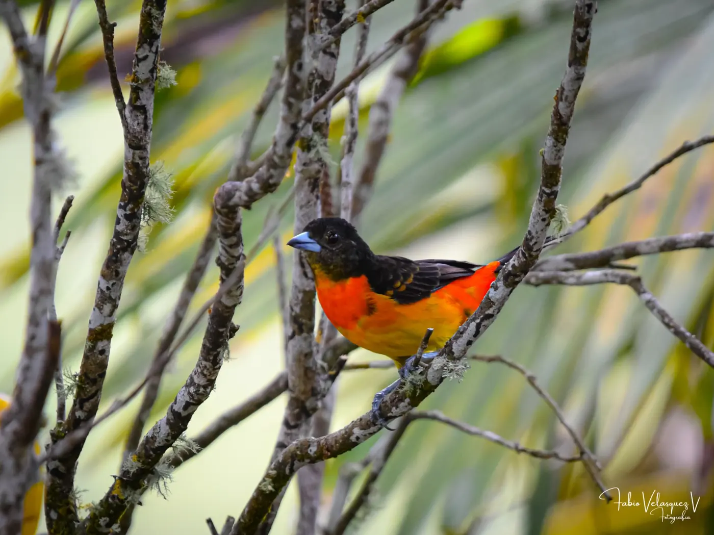 Things to Do in Caicedonia: A Complete Guide to Valle del Cauca's Sentinel (14/15)