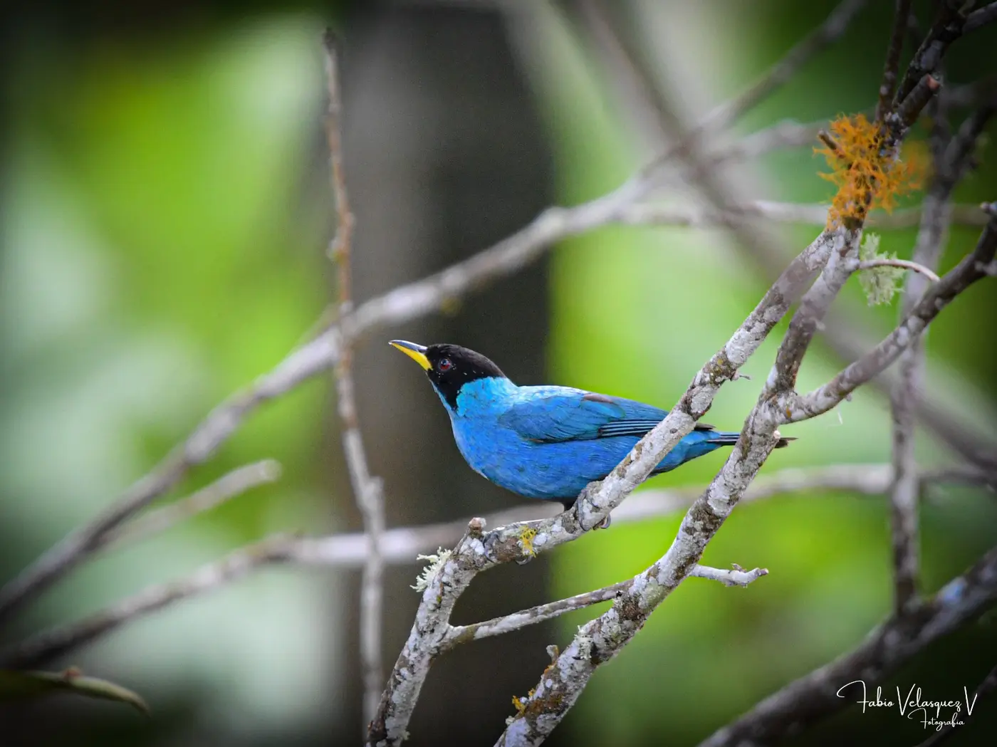 Things to Do in Caicedonia: A Complete Guide to Valle del Cauca's Sentinel (15/15)
