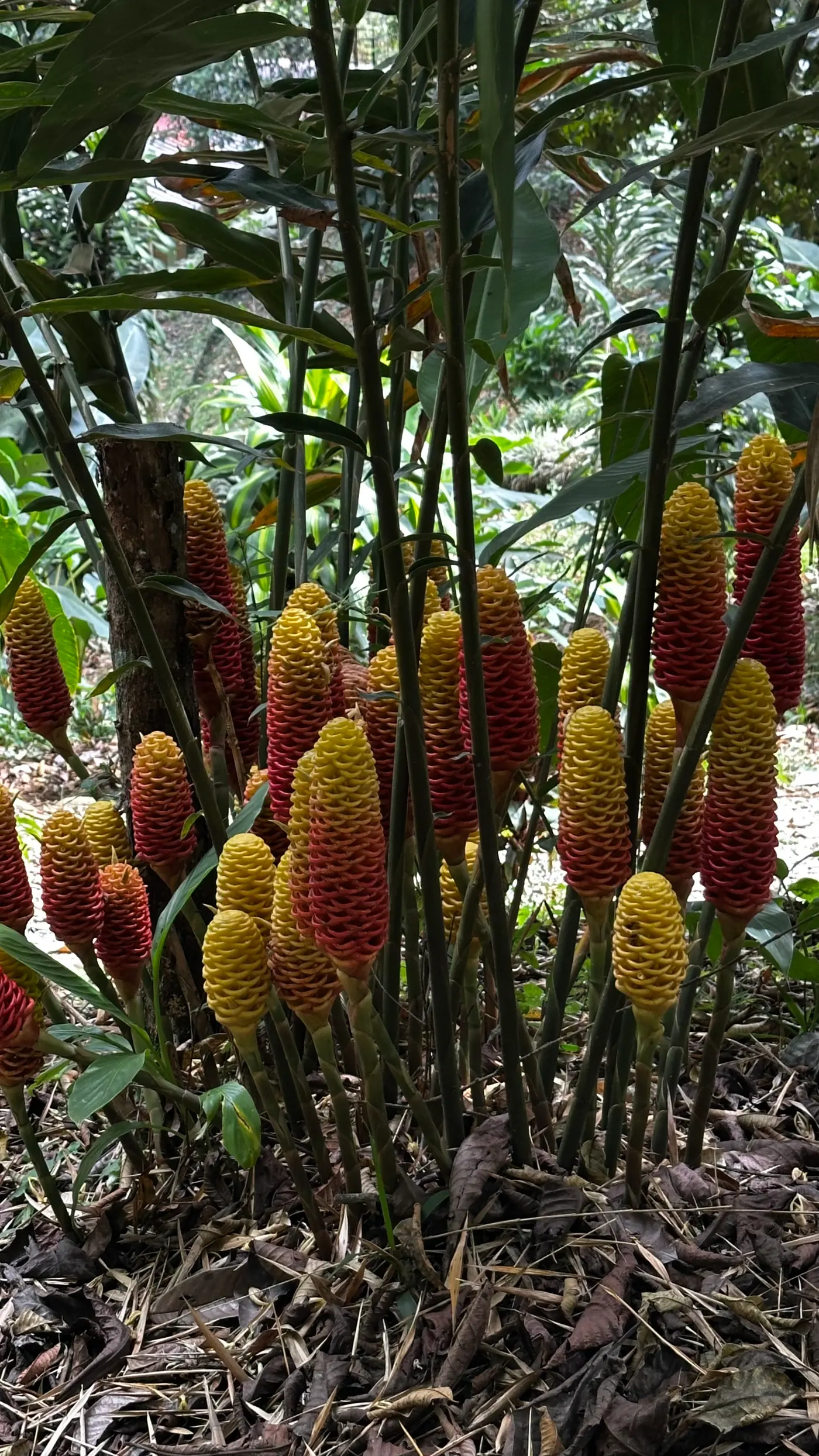 Heliconia Park: learning to look (1/15)