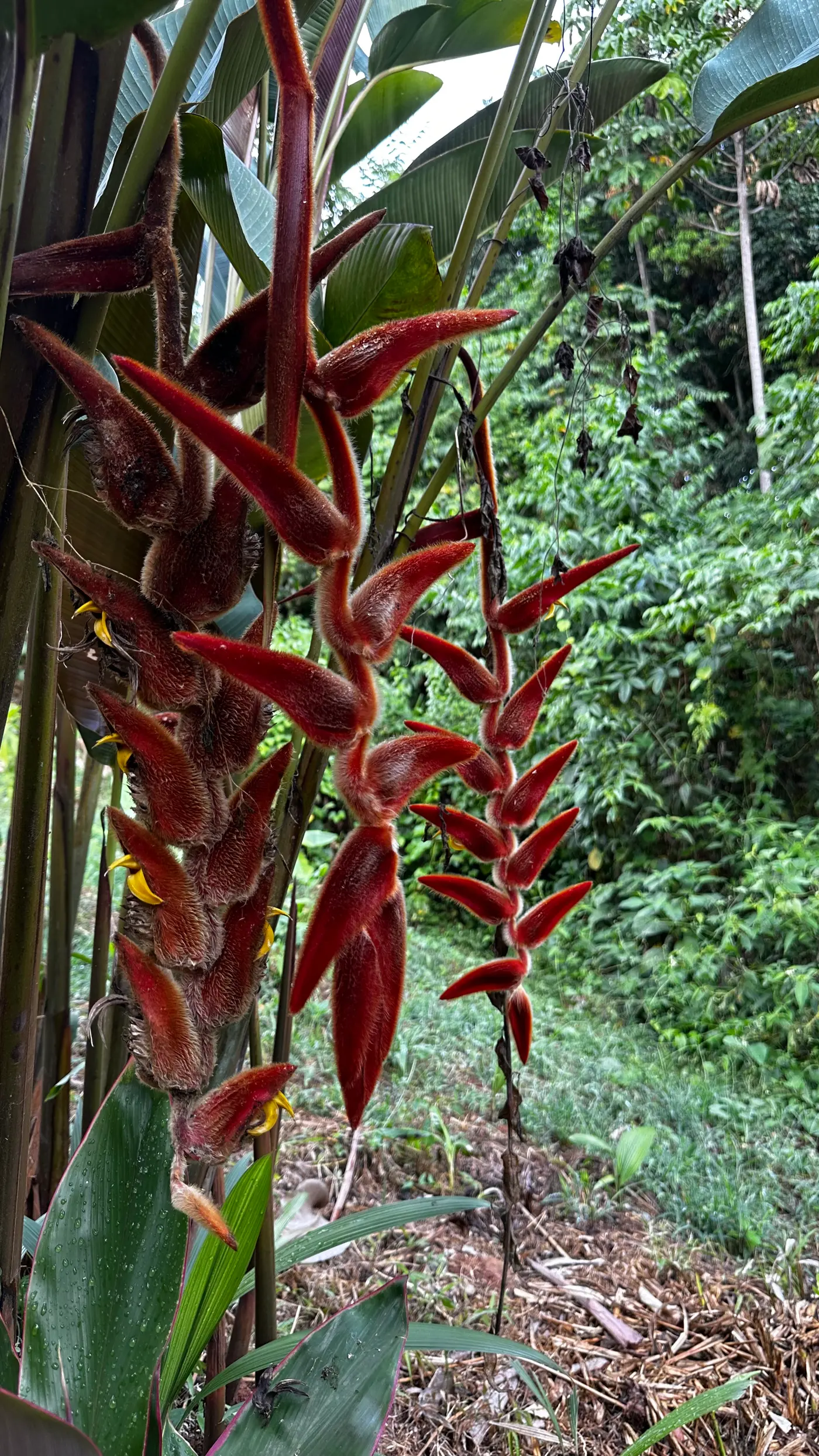 Heliconia Park: learning to look (4/15)