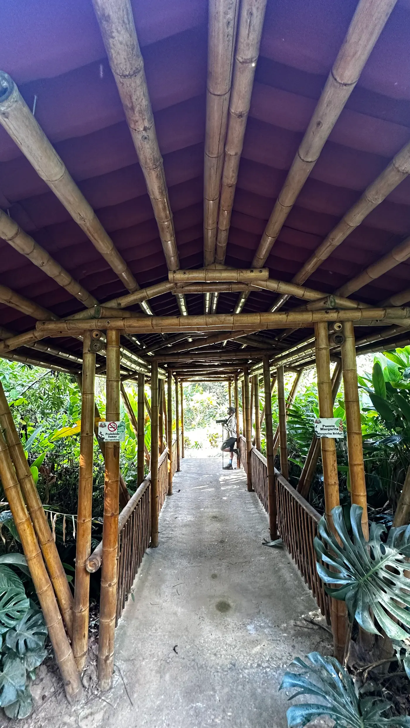 Heliconia Park: learning to look (8/15)