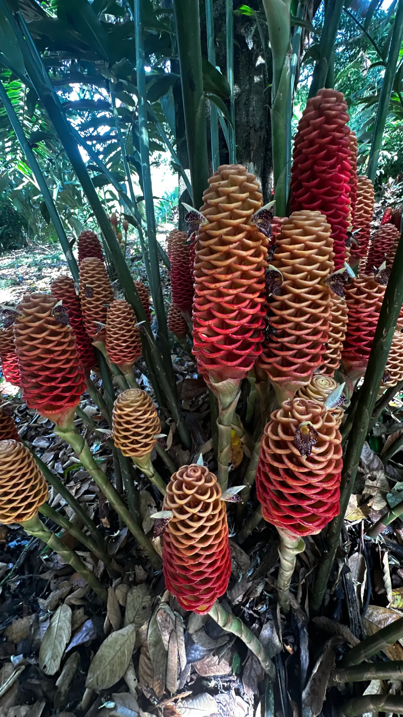 Heliconia Park: learning to look (9/15)