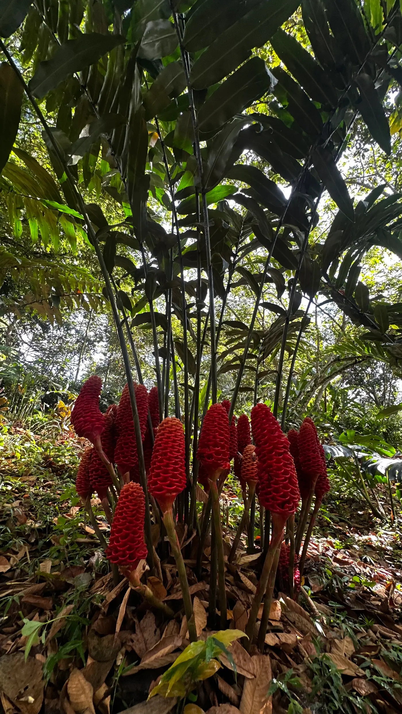 Heliconia Park: learning to look (11/15)