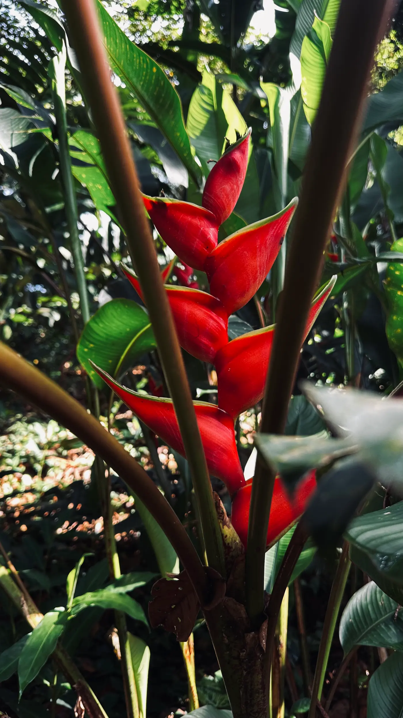 Heliconia Park: learning to look (12/15)
