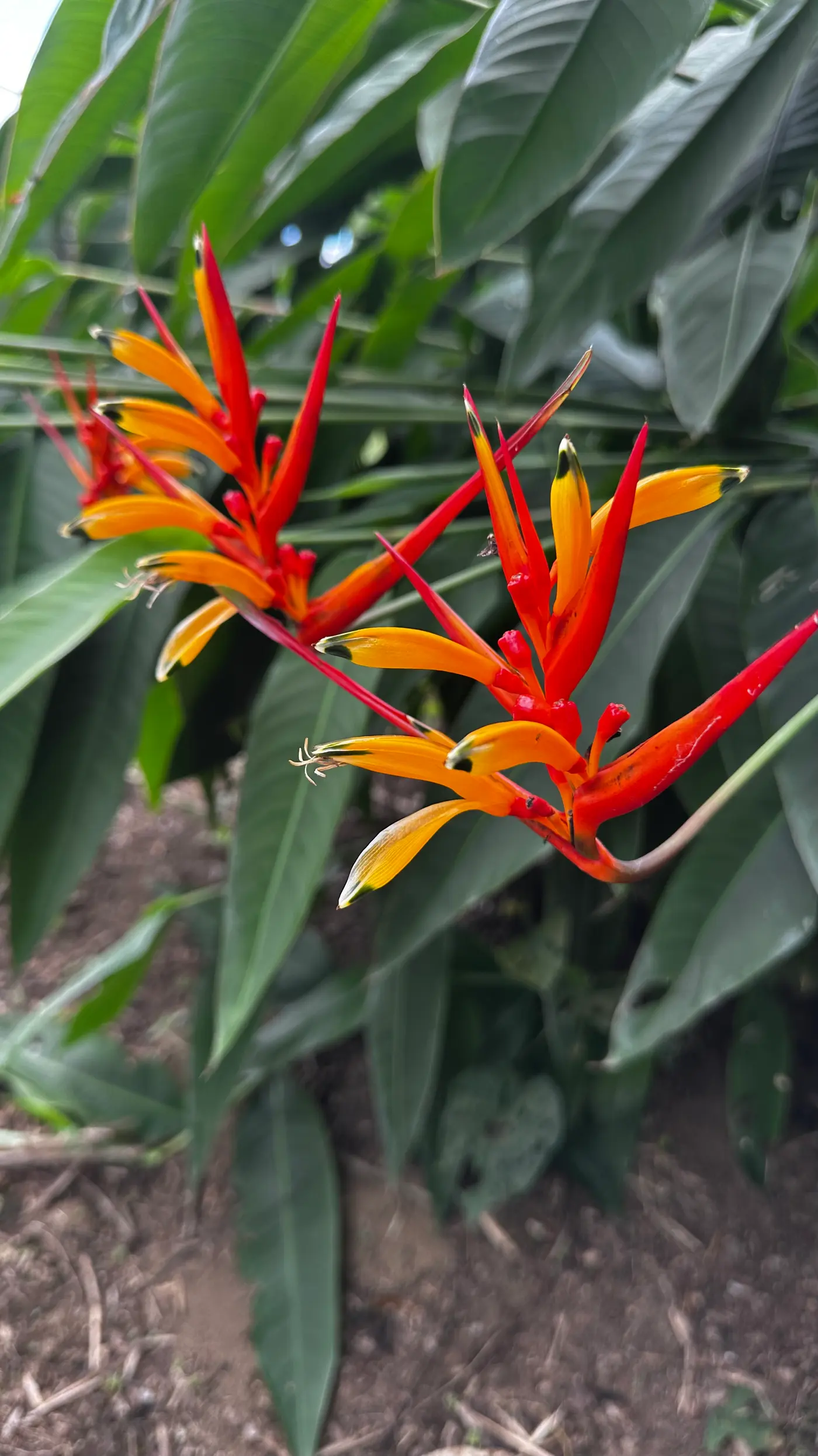 Heliconia Park: learning to look (14/15)