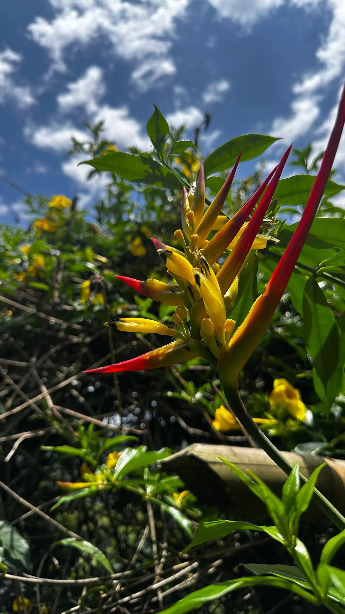 Heliconia Park: learning to look (15/15)
