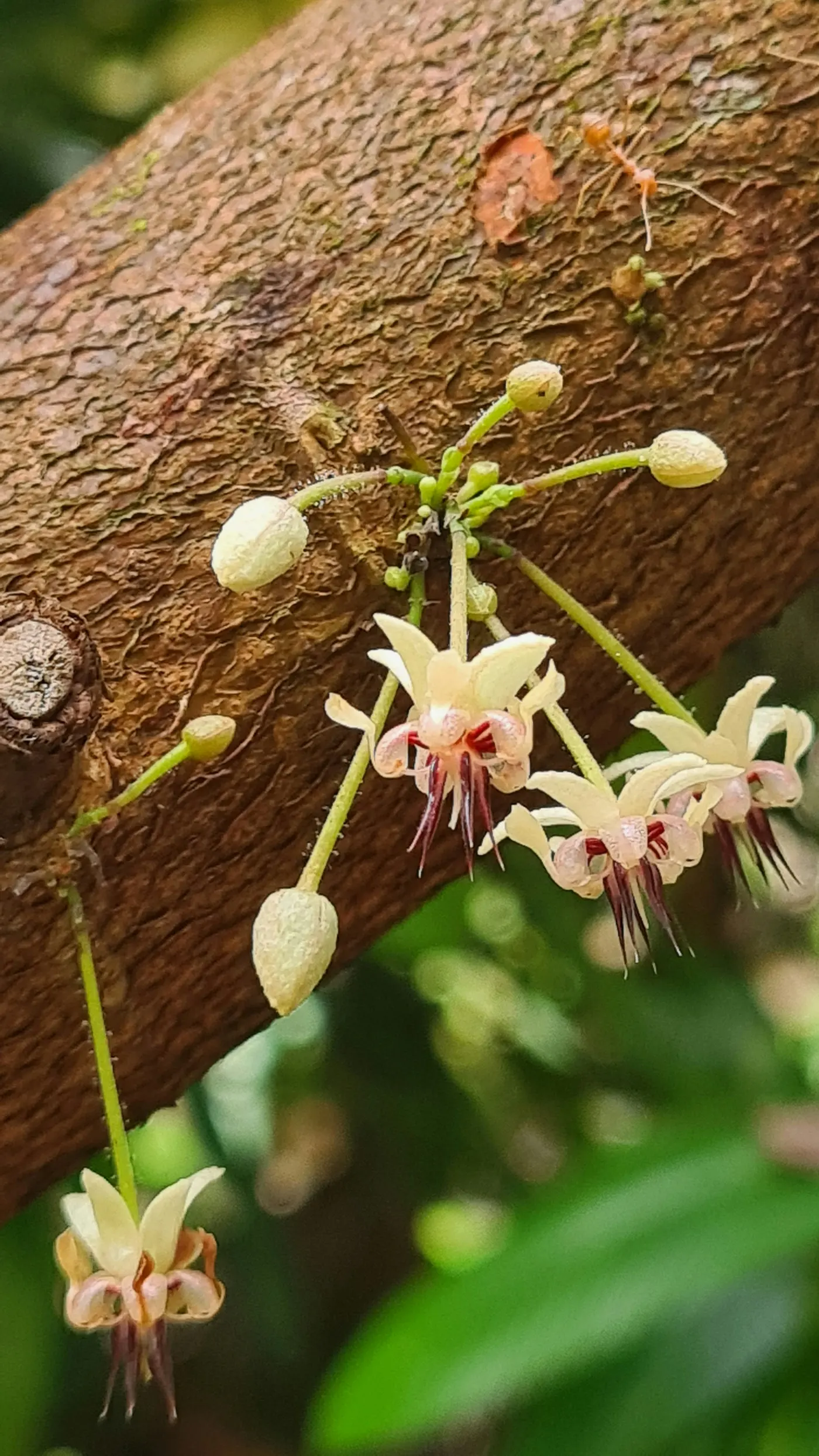 Cacao Route: from seed to chocolate (1/3)