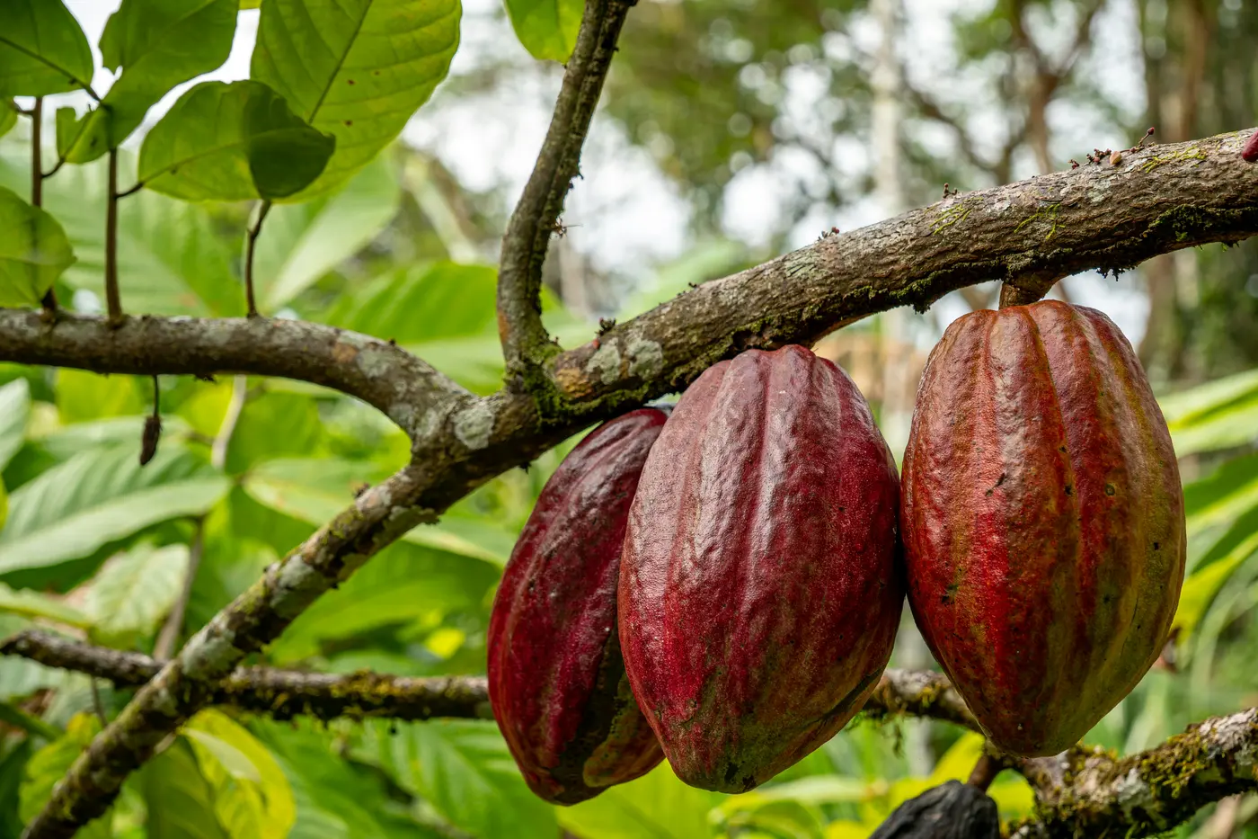 Cacao Route: from seed to chocolate (2/3)
