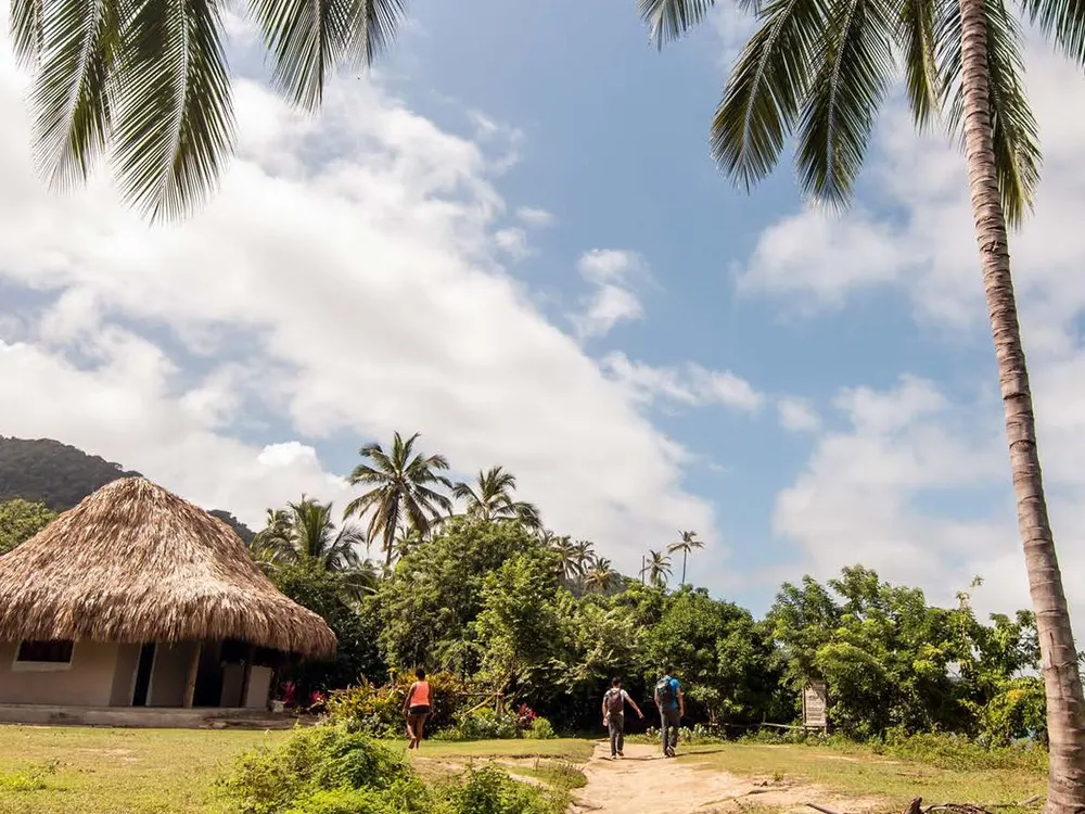 Palm trees and a thatched hut on a Tayrona trail